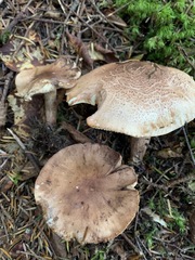 Tricholoma fulvum image