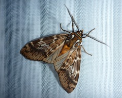 Phaegoptera