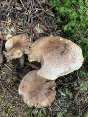 Tricholoma fulvum image