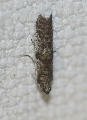 Conobathra hemichlaena