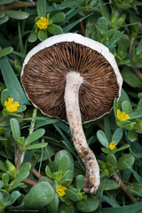Agrocybe molesta