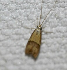 Crocanthes prasinopis