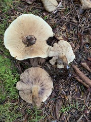Tricholoma fulvum image