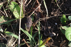 Catantopinae