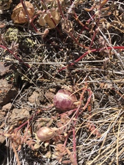 Astragalus whitneyi confusus