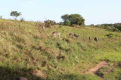 Equus quagga