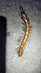 Scolopendra subspinipes
