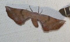 Parepisparis multicolora