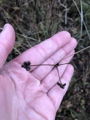 Sanicula crassicaulis