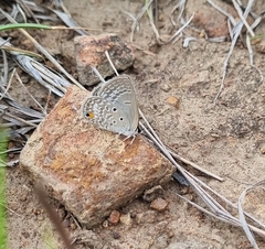 Euchrysops malathana