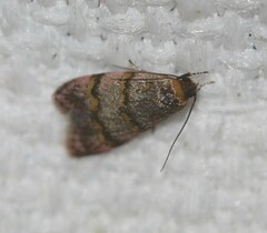 Elaphromorpha axierasta