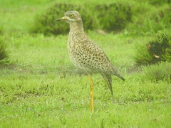 Burhinus capensis