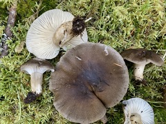 Media resource of Hygrophorus camarophyllus