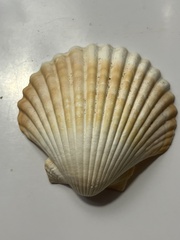 Argopecten