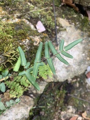 Pellaea atropurpurea