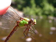 Ophiogomphus rupinsulensis
