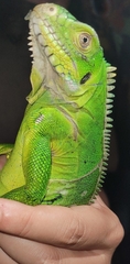 Iguana delicatissima