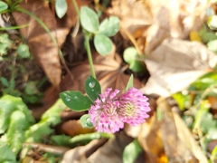 Trifolium pratense