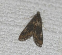 Elophila responsalis