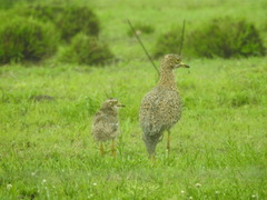 Burhinus capensis capensis