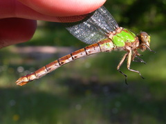 Ophiogomphus rupinsulensis