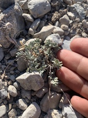Astragalus calycosus calycosus