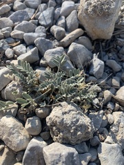 Astragalus calycosus calycosus
