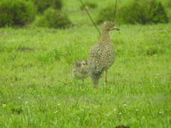 Burhinus capensis capensis