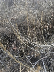 Artemisia californica