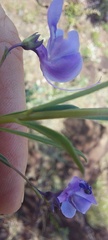 Rotheca