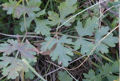 Peucedanum oreoselinum