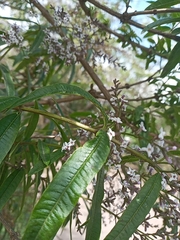 Aloysia citrodora