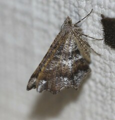 Merodictya marmorata