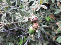 Quercus microphylla