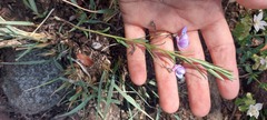 Rotheca