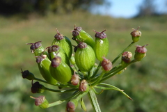 Peucedanum oreoselinum