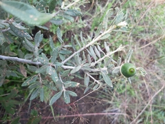 Quercus microphylla
