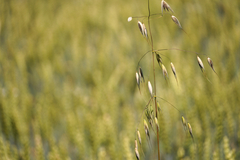 Avena fatua