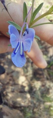 Rotheca