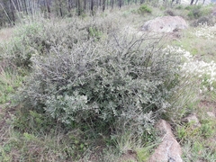 Quercus microphylla