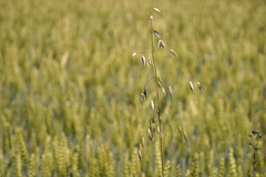 Avena fatua