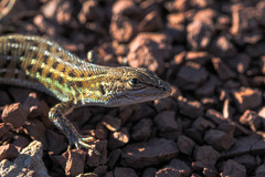 Psammodromus edwarsianus