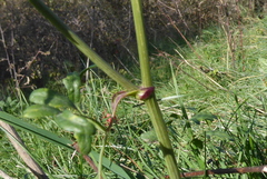 Peucedanum oreoselinum