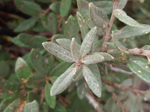 Littleleaf Oak