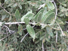 Quercus microphylla