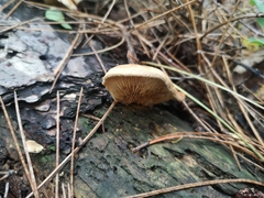 Basidiomycota