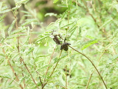 Pachylis neocalifornicus