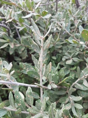 Quercus microphylla