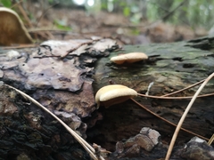 Basidiomycota