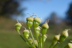 Peucedanum oreoselinum